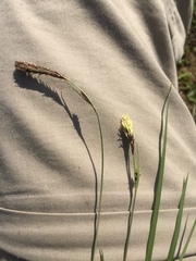 Carex panicea