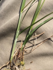 Carex panicea
