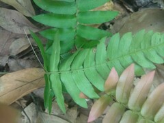 Blechnum
