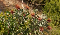 Protea punctata