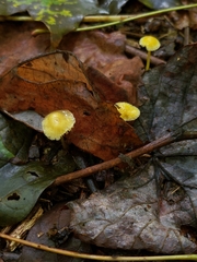 Mycena crocea
