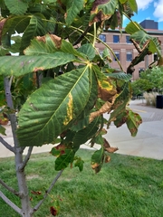 Aesculus × carnea