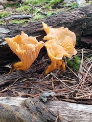 Craterellus ignicolor