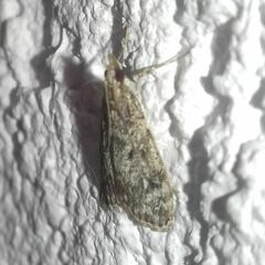 Eudonia truncicolella