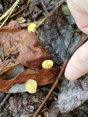Mycena crocea