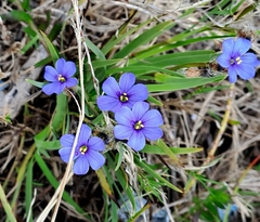 Aristea africana