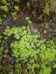 Rhizomnium punctatum