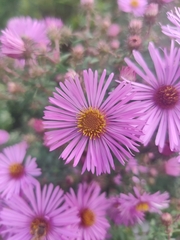 Symphyotrichum novae-angliae