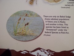 Carex sabulosa