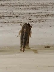 Osbornellus borealis