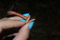 Lactarius camphoratus