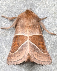 Lemmeria digitalis