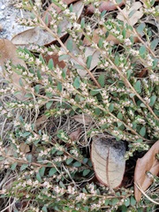 Euphorbia thymifolia