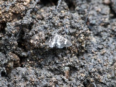 Trichodezia californiata