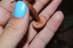 Lactarius camphoratus