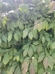 Euonymus occidentalis