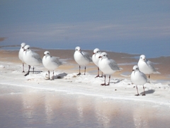 Ichthyaetus melanocephalus