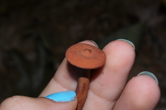Lactarius camphoratus