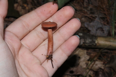 Lactarius camphoratus