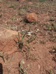 Asclepias stellifera