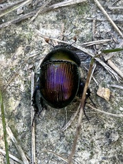 Geotrupes splendidus