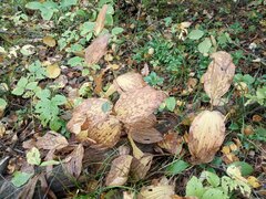 Cypripedium calceolus