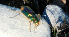 Tetracha carolina