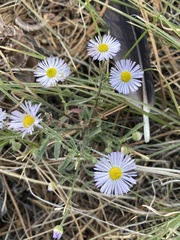 Erigeron divergens
