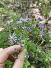 Symphyotrichum undulatum