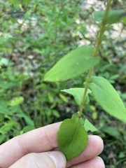 Symphyotrichum undulatum