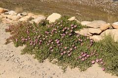 Carpobrotus mellei