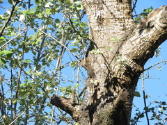 Cranioleuca pyrrhophia