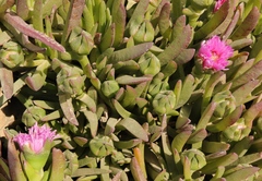 Carpobrotus mellei