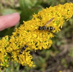 Ancistrocerus
