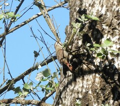 Cranioleuca pyrrhophia