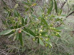 Olea