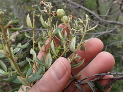 Phylica buxifolia