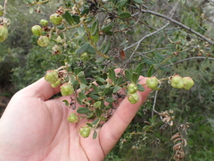Phylica buxifolia