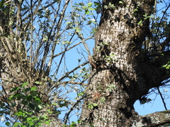 Cranioleuca pyrrhophia