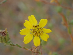 Deinandra paniculata