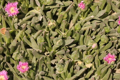 Carpobrotus mellei