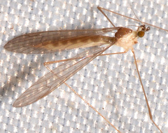 Gonomyia