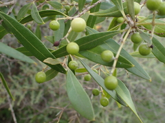 Olea