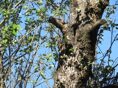 Cranioleuca pyrrhophia