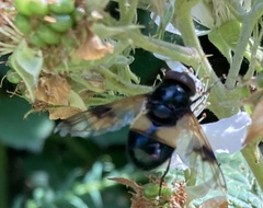 Volucella pellucens