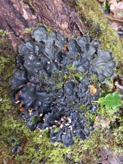 Peltigera praetextata