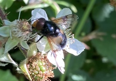 Volucella pellucens