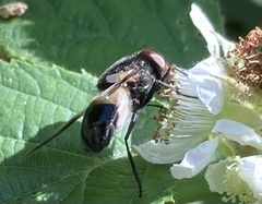 Volucella pellucens
