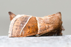 Lemmeria digitalis