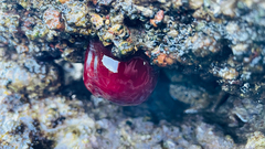Actinia mediterranea